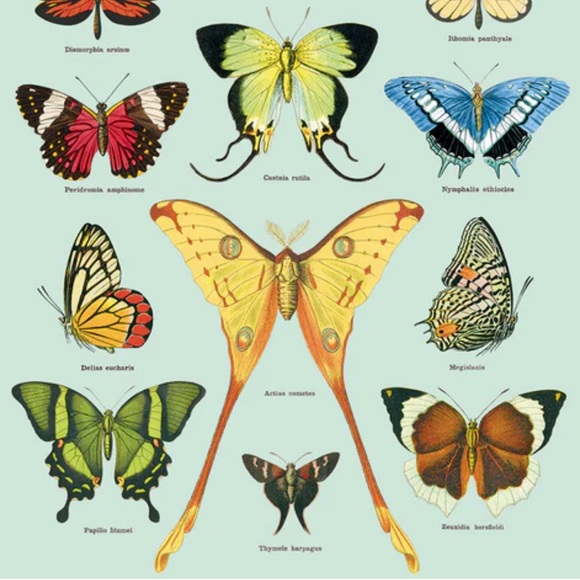 🦋 Cavallini & Co. Papillons Butterflies Luxury Vintage Image Poster - NWT - Picture 3 of 5